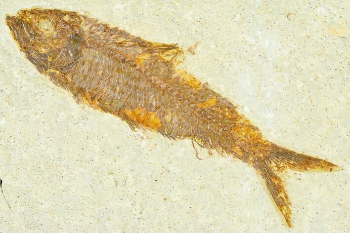 Detailed Fossil Fish (Knightia) - Wyoming #367461